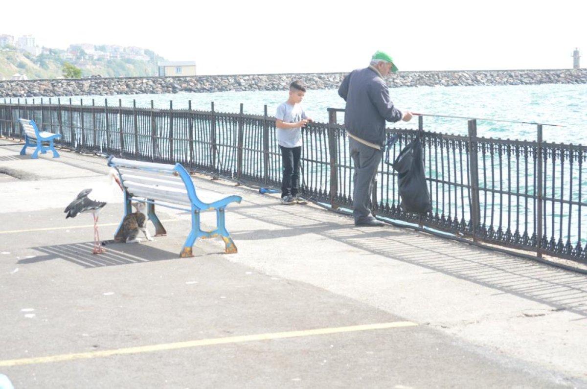 Tekirdağ'da kedi ve leyleğin balık savaşı kamerada