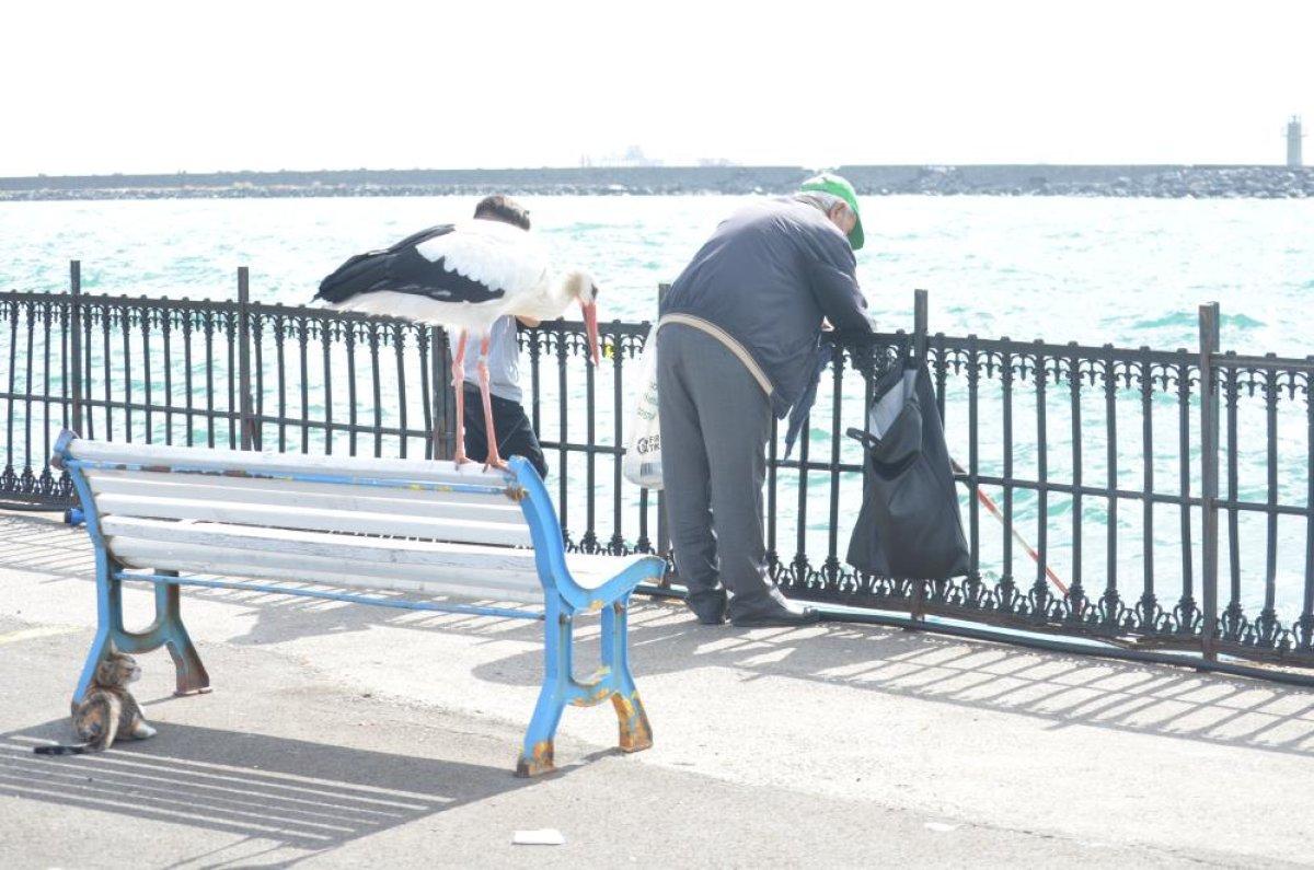 Tekirdağ'da kedi ve leyleğin balık savaşı kamerada