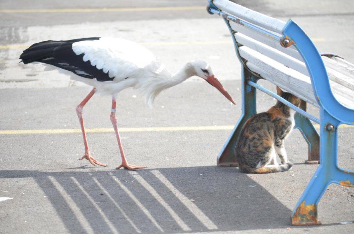Tekirdağ'da kedi ve leyleğin balık savaşı kamerada