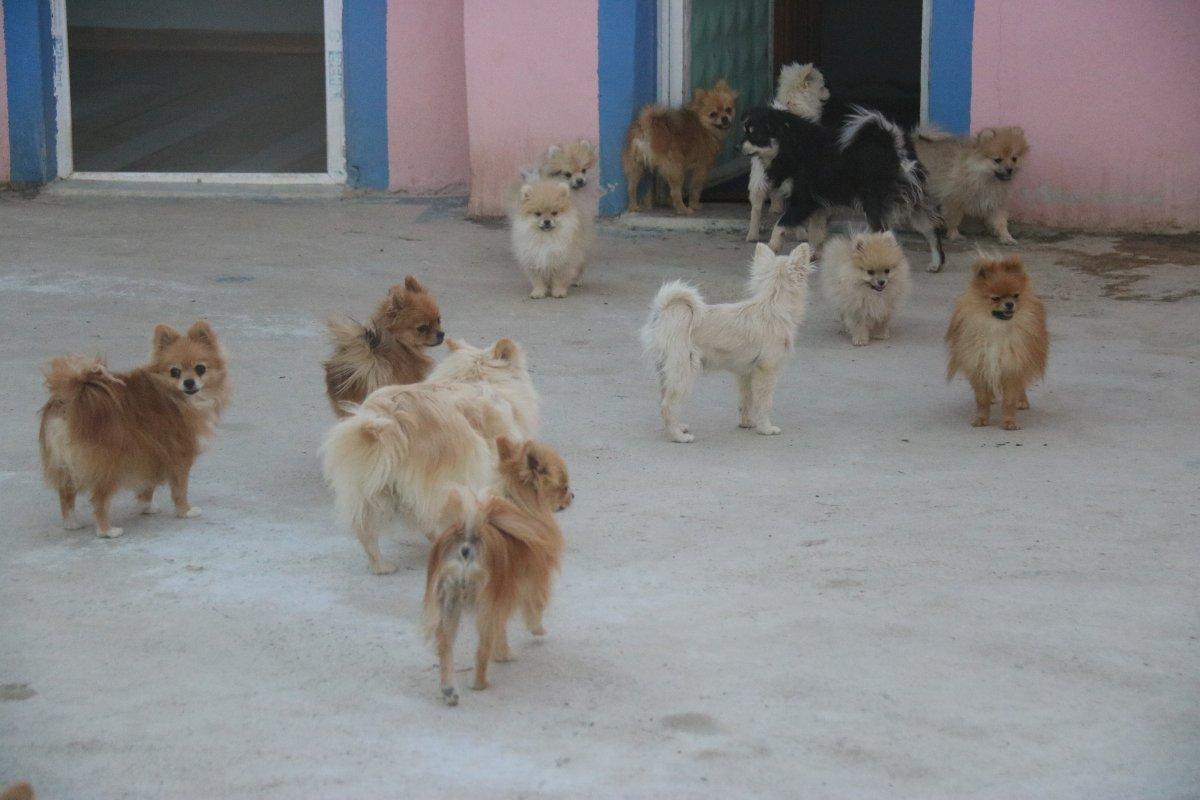 Diyarbakır Lice’de milyonluk ‘Pomeranian’ çiftliği kurdu