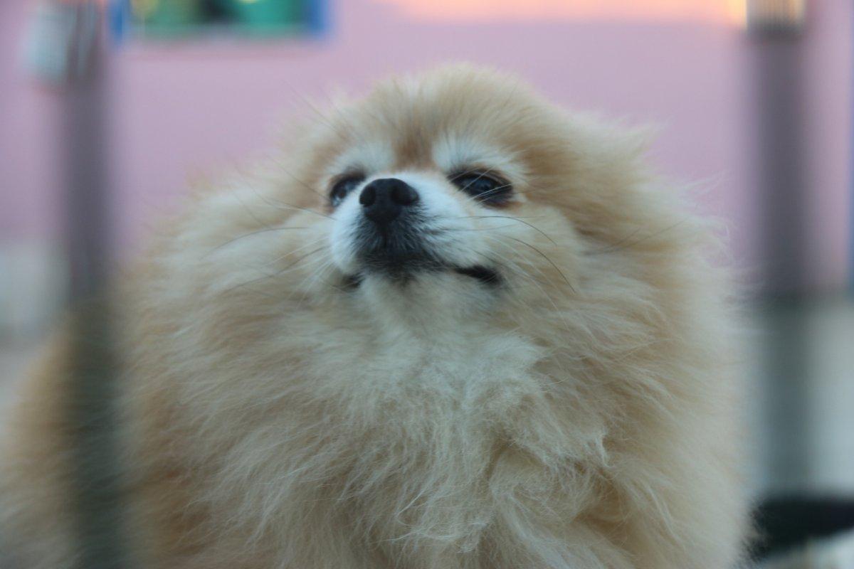 Diyarbakır Lice’de milyonluk ‘Pomeranian’ çiftliği kurdu