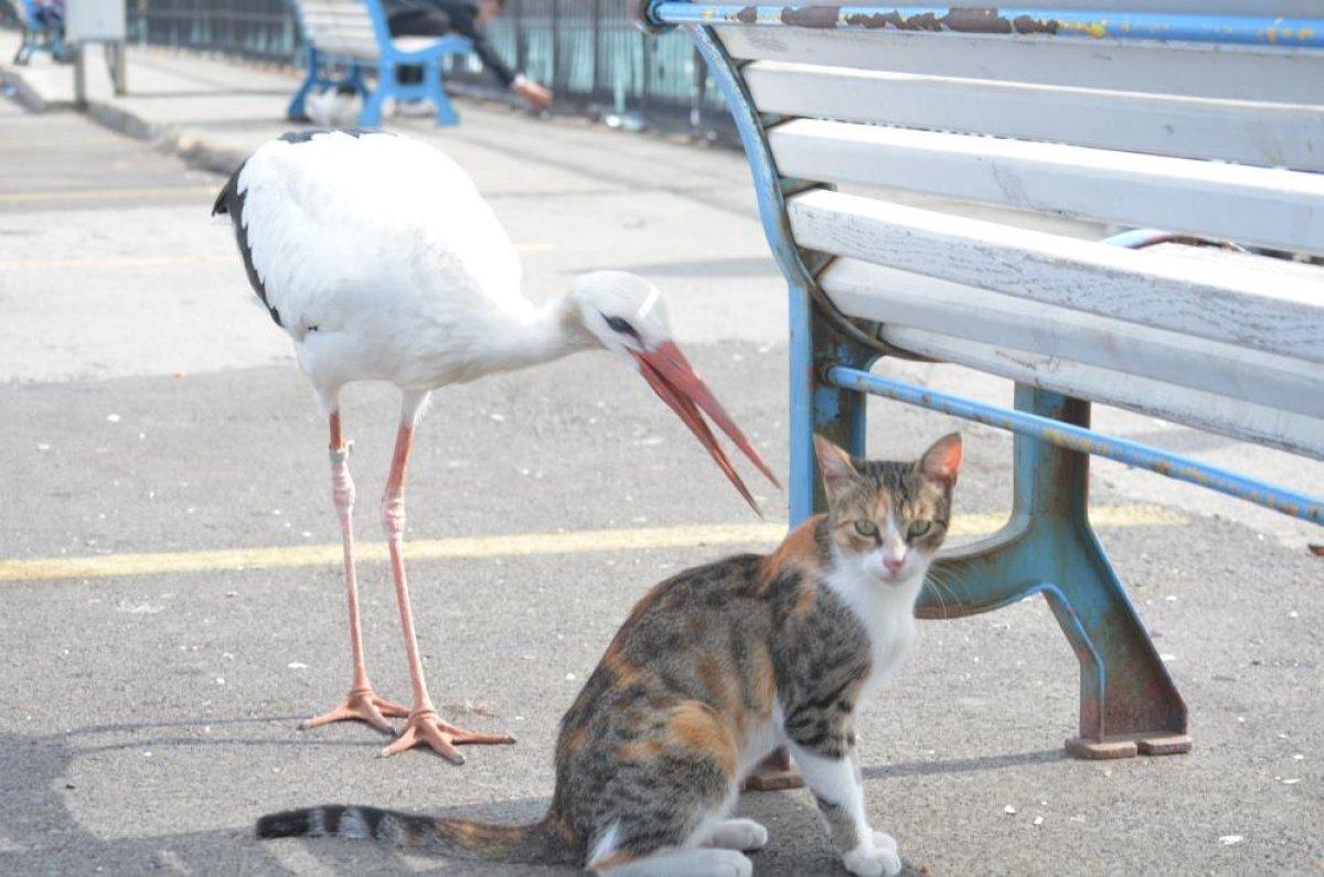 Tekirdağ'da kedi ve leyleğin balık savaşı kamerada