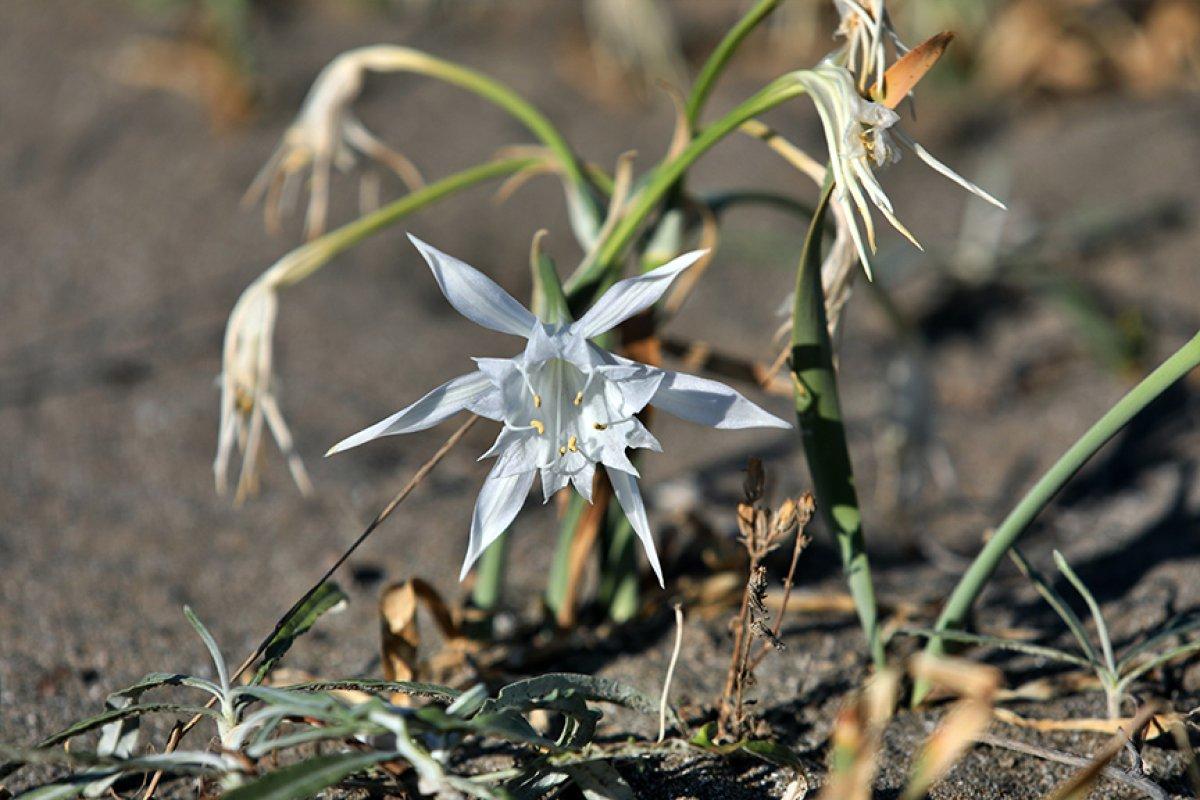Mersin'de açmaya başlayan kum zambakları görsel şölen sunuyor