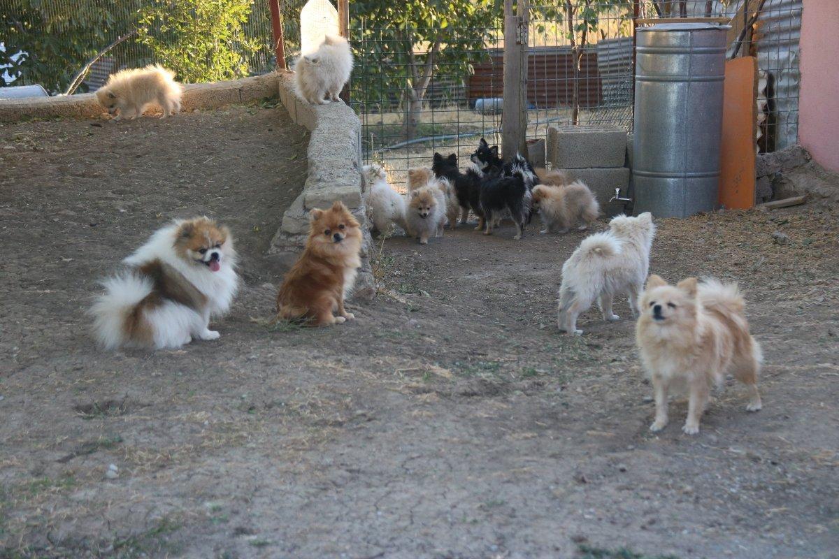 Diyarbakır Lice’de milyonluk ‘Pomeranian’ çiftliği kurdu