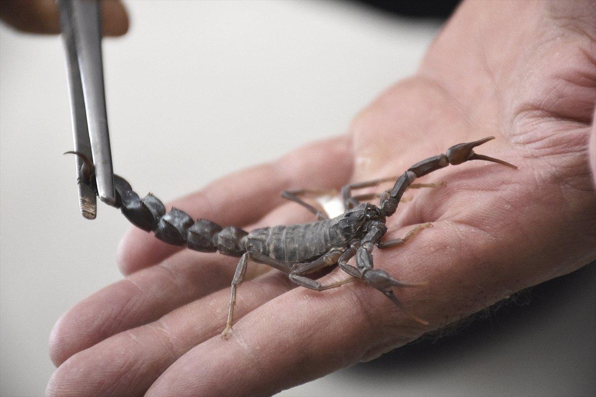 Meme kanseri tedavisinde yeni umut, akrep zehri