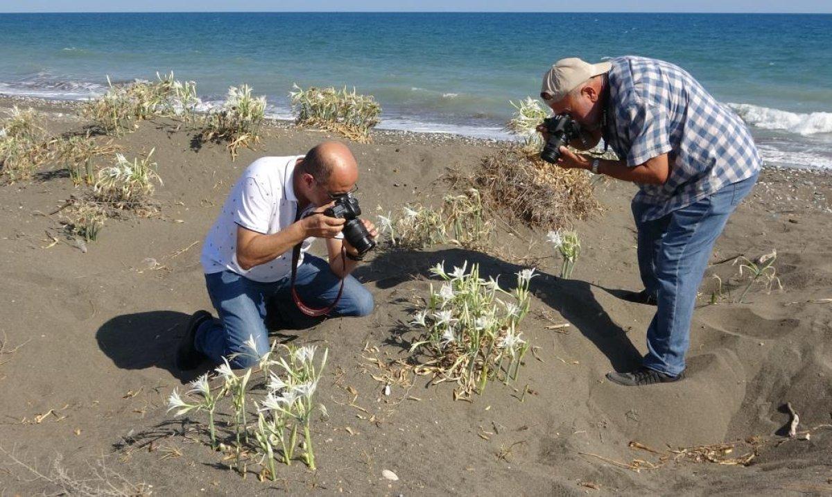 Mersin'de açmaya başlayan kum zambakları görsel şölen sunuyor