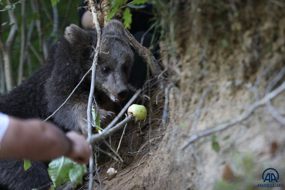 Rize'de domuz için yapılan tuzağa ayı düştü