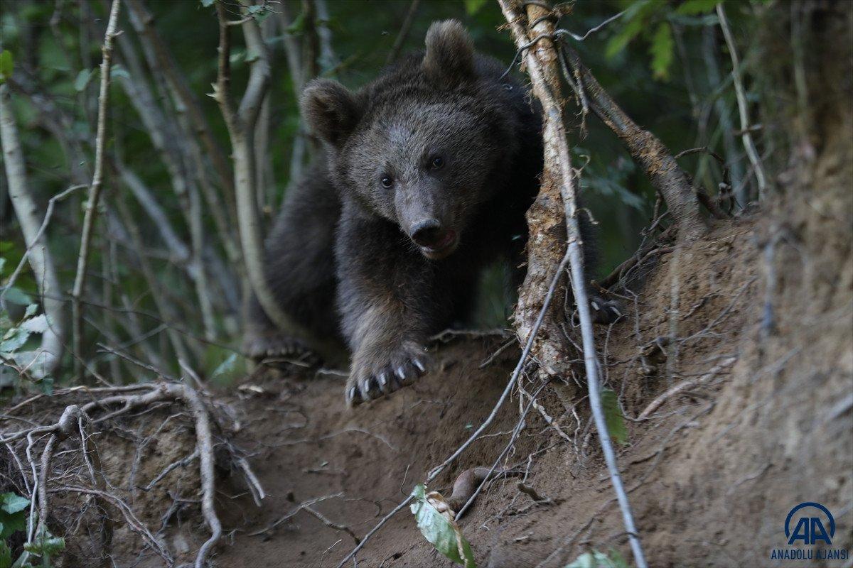 Rize'de domuz için yapılan tuzağa ayı düştü
