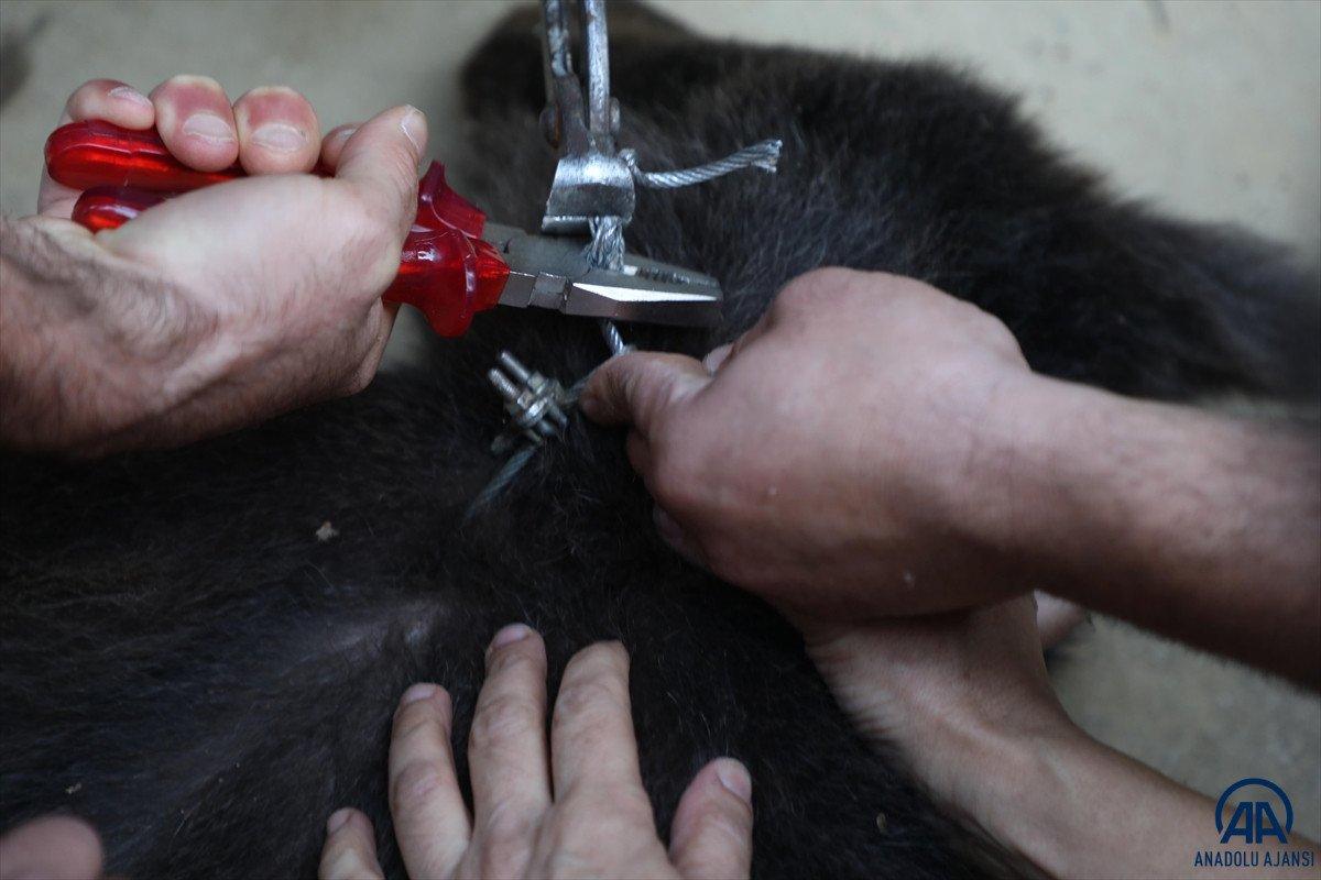 Rize'de domuz için yapılan tuzağa ayı düştü