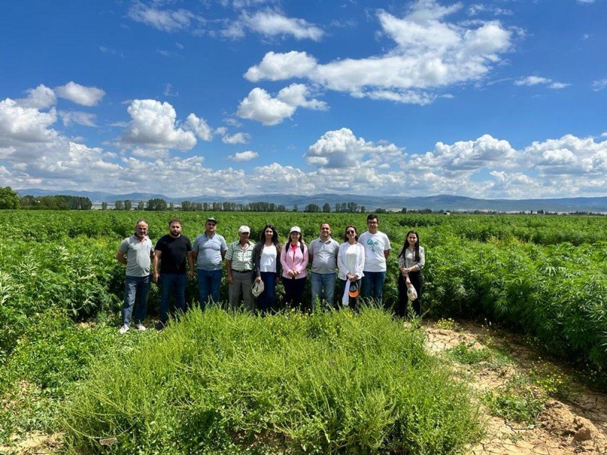 Hastalıklara dayanıklı yerli şeker pancarı geliştirildi