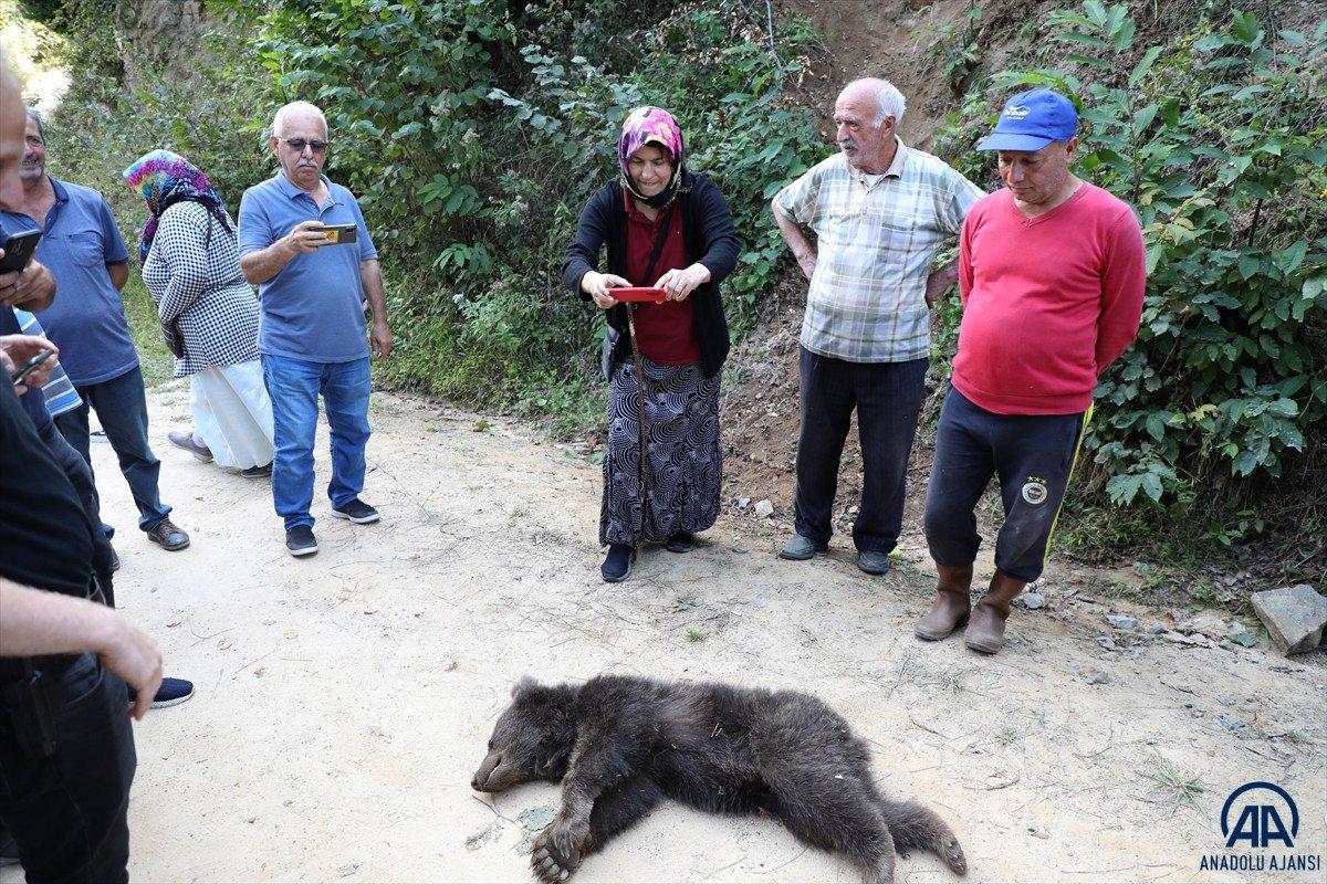 Rize'de domuz için yapılan tuzağa ayı düştü