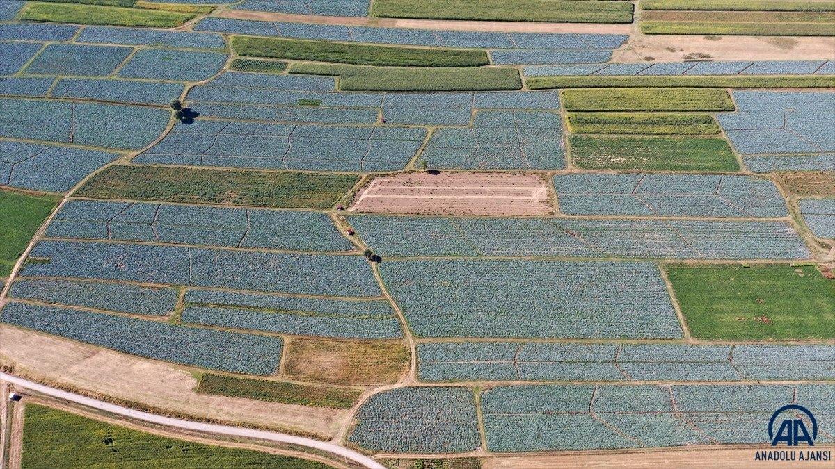 Muş'ta lahana üretiminden 35 milyon lira gelir bekleniyor