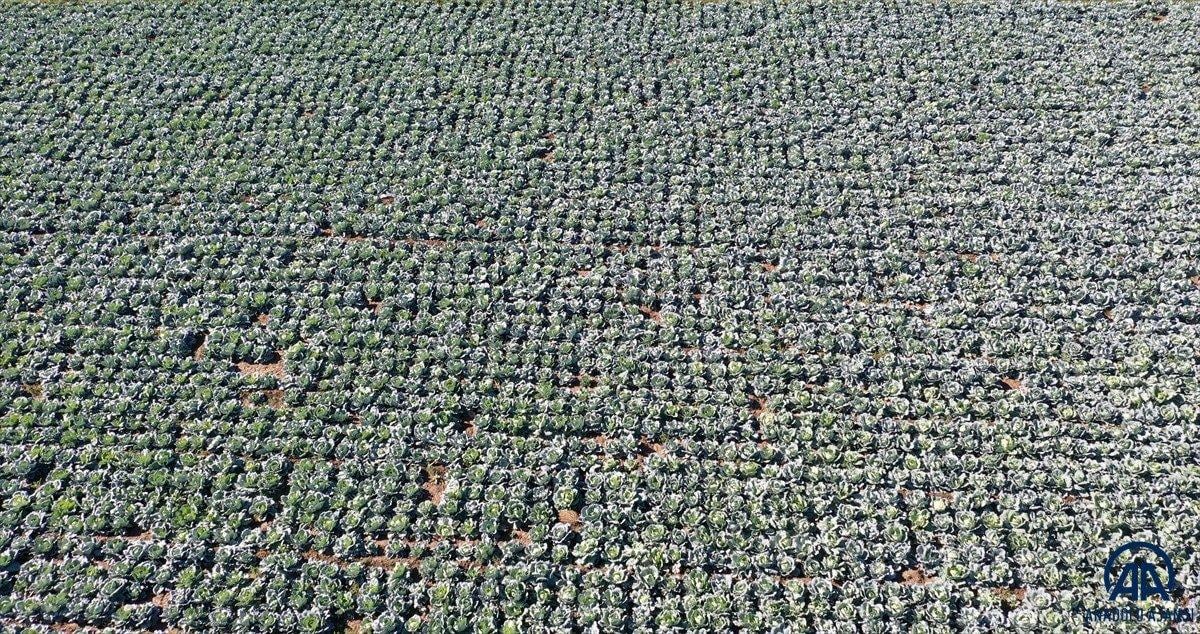 Muş'ta lahana üretiminden 35 milyon lira gelir bekleniyor