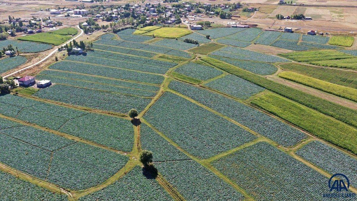 Muş'ta lahana üretiminden 35 milyon lira gelir bekleniyor