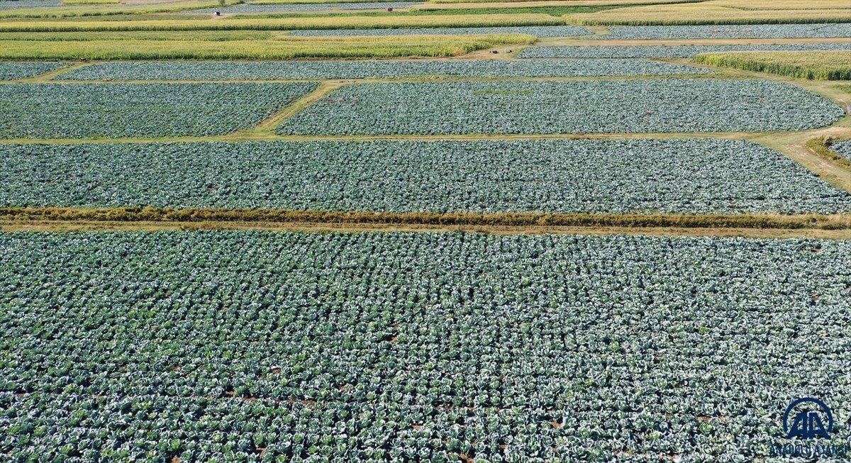 Muş'ta lahana üretiminden 35 milyon lira gelir bekleniyor