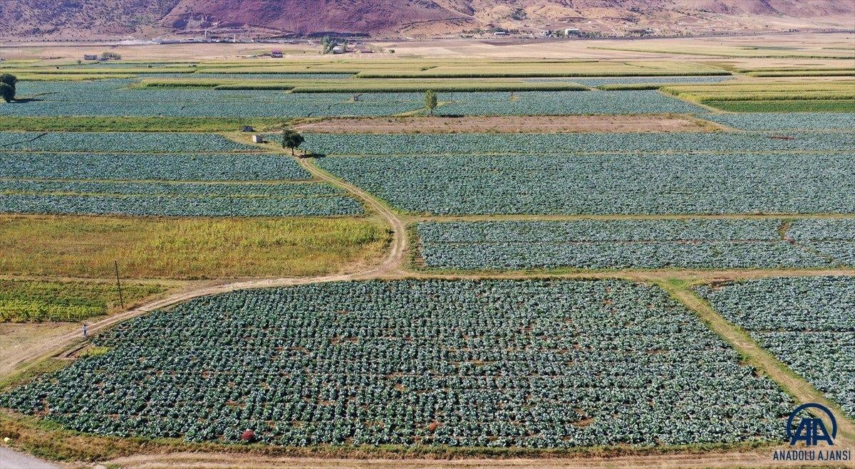 Muş'ta lahana üretiminden 35 milyon lira gelir bekleniyor