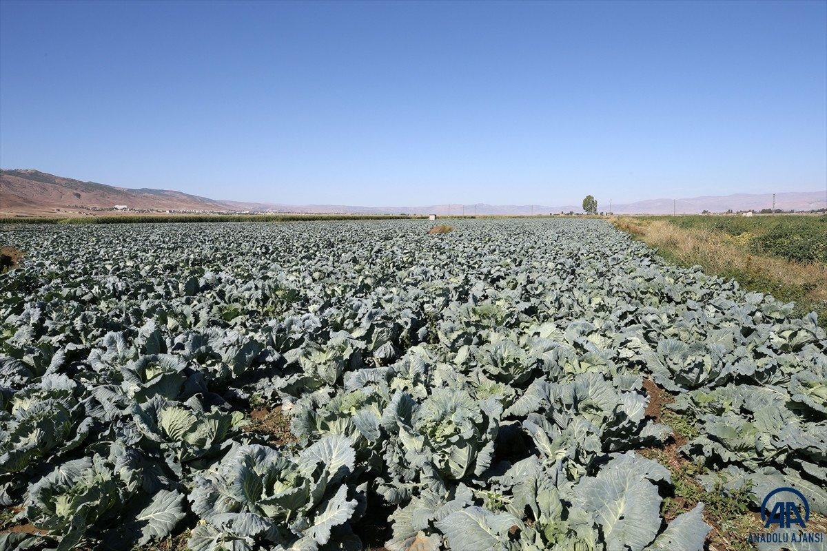 Muş'ta lahana üretiminden 35 milyon lira gelir bekleniyor