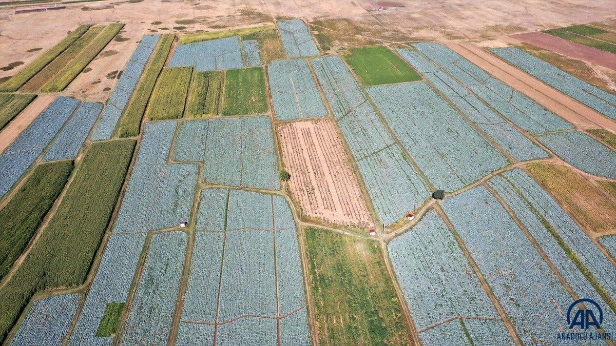 Muş'ta lahana üretiminden 35 milyon lira gelir bekleniyor