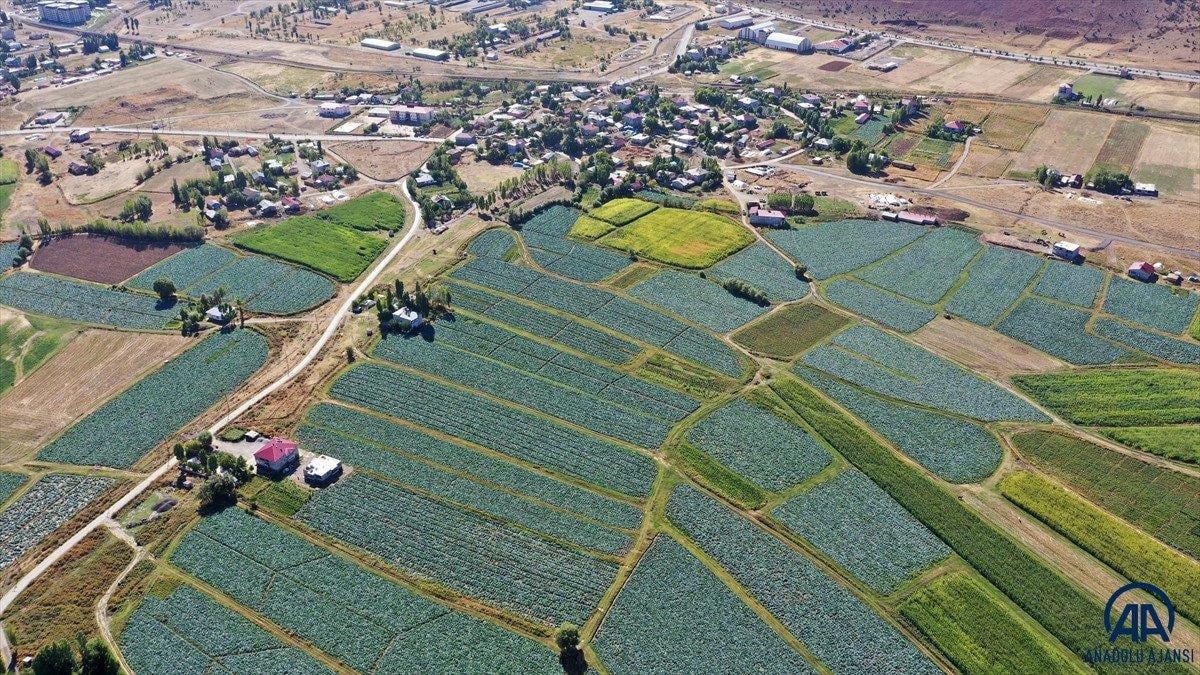 Muş'ta lahana üretiminden 35 milyon lira gelir bekleniyor