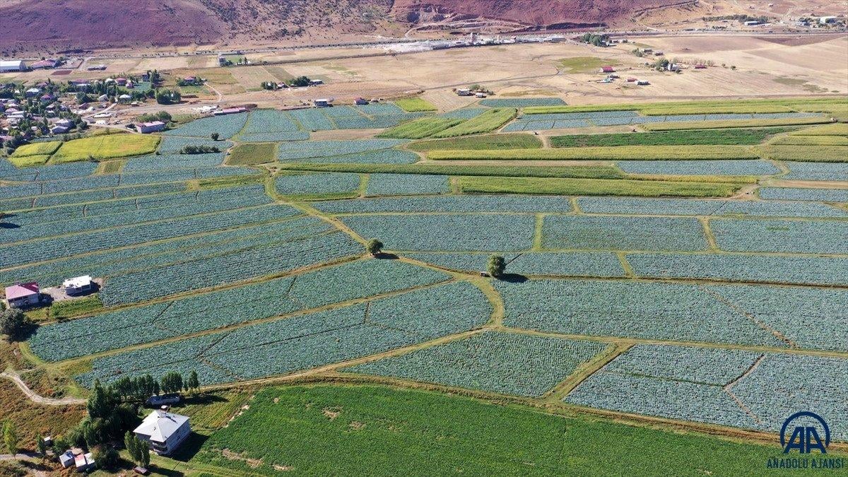 Muş'ta lahana üretiminden 35 milyon lira gelir bekleniyor