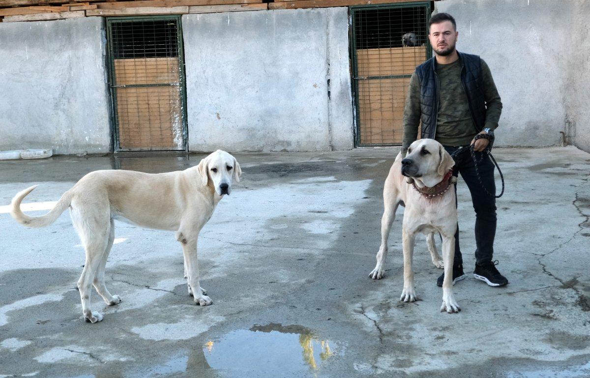 Kangal fiyatları, ikinci el araba fiyatlarıyla kapışıyor
