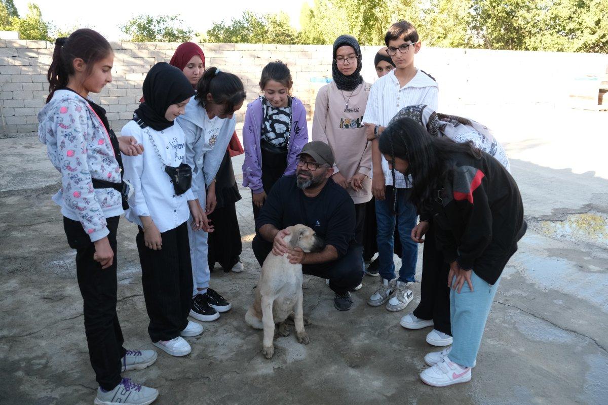 Kangal fiyatları, ikinci el araba fiyatlarıyla kapışıyor