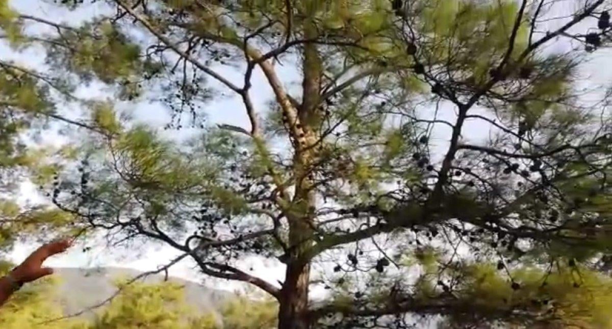 Arıcılar tehlikeyi duyurdu: Artık çam balı yok