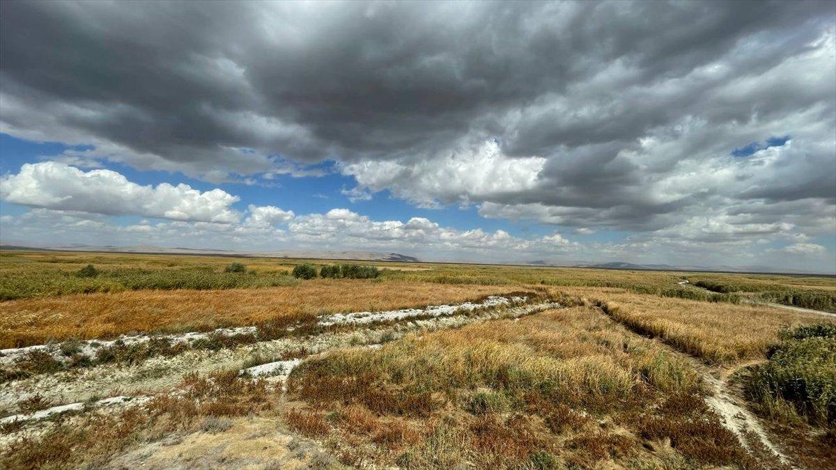 Kuruyan Akşehir Gölü'nde artık hayvanlar otluyor