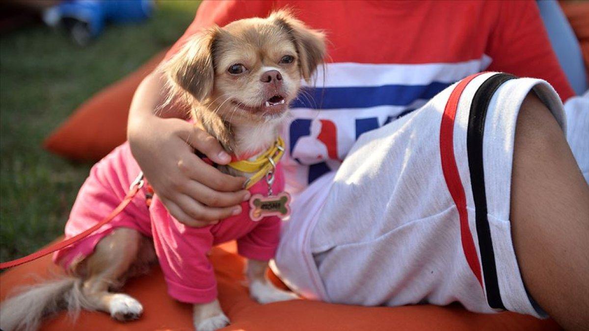 İstanbullular evcil hayvanlarıyla yolculuk yapabilecek