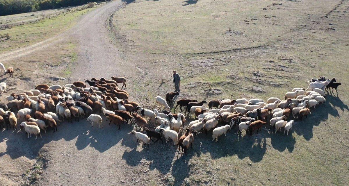 Tokat'ta drone sesinin sürüyü dağıtmasına sinirlenen çoban nacak fırlattı