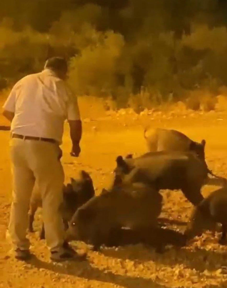 Antalya'da yaban domuzunu elleriyle besledi