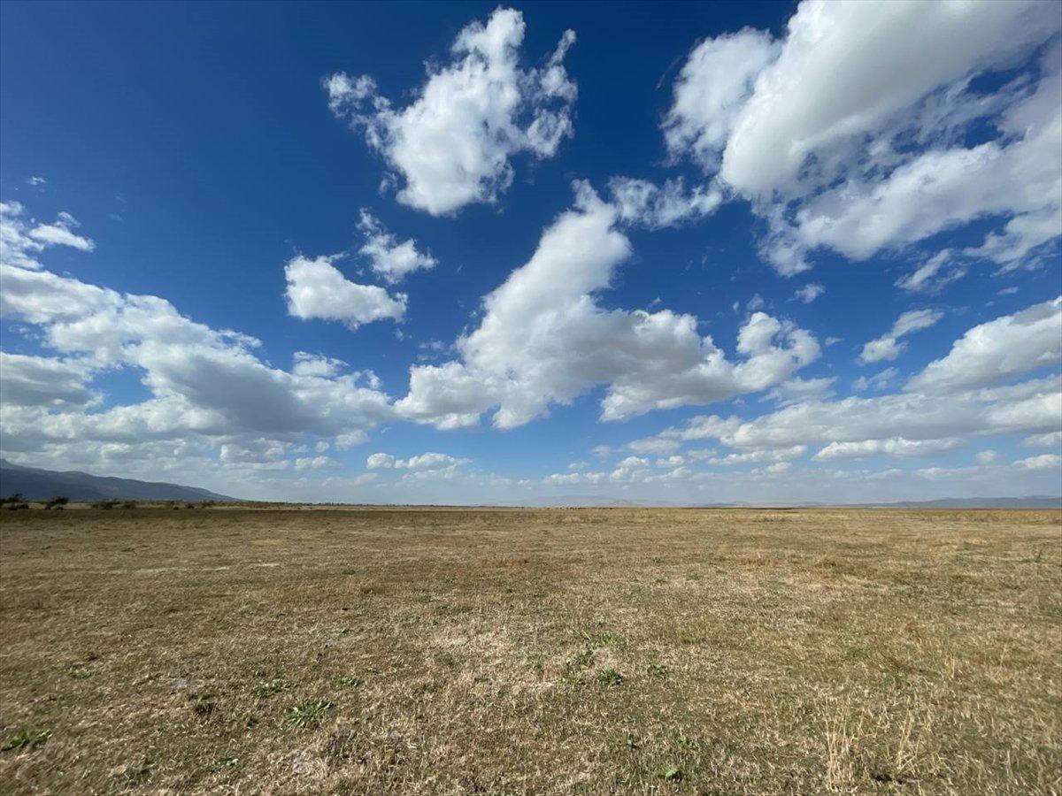 Kuruyan Akşehir Gölü'nde artık hayvanlar otluyor
