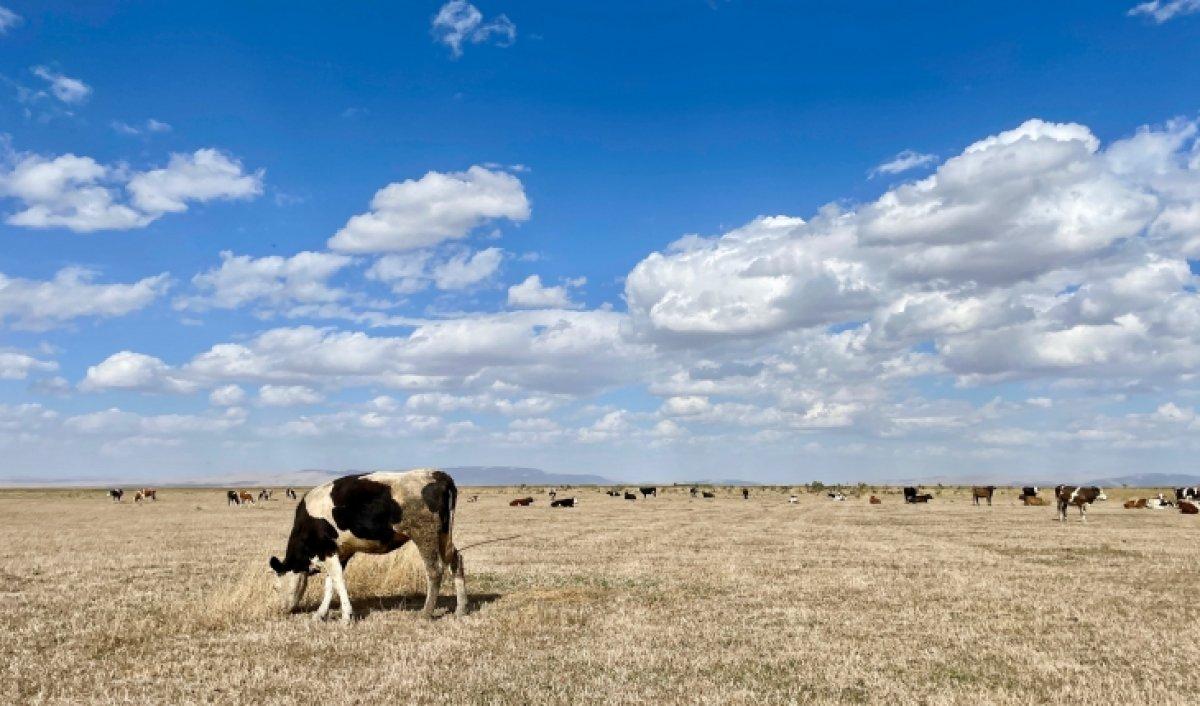 Kuruyan Akşehir Gölü'nde artık hayvanlar otluyor