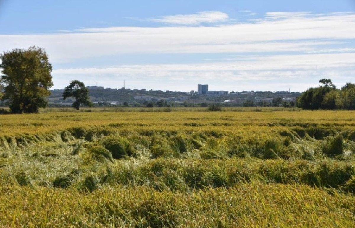 Sinop'ta tarım arazilerini fırtına vurdu