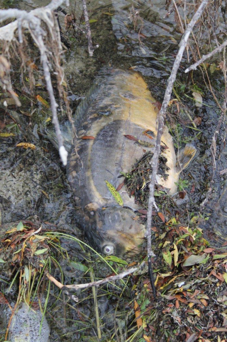 Bolu’da, içme suyu barajındaki balık ölümleri korkuttu