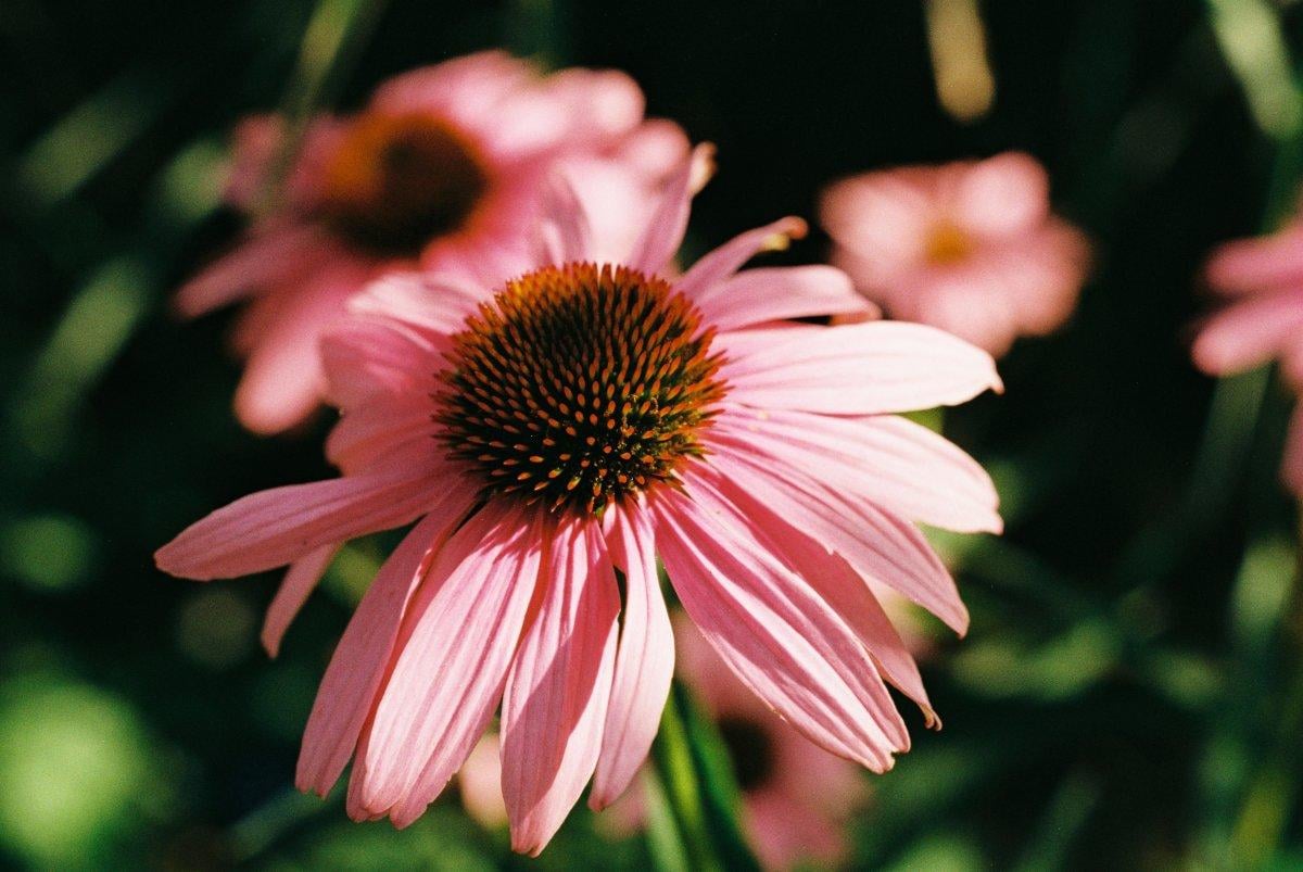 Bakterilere karşı bir kalkan olan 20 doğal antibiyotik