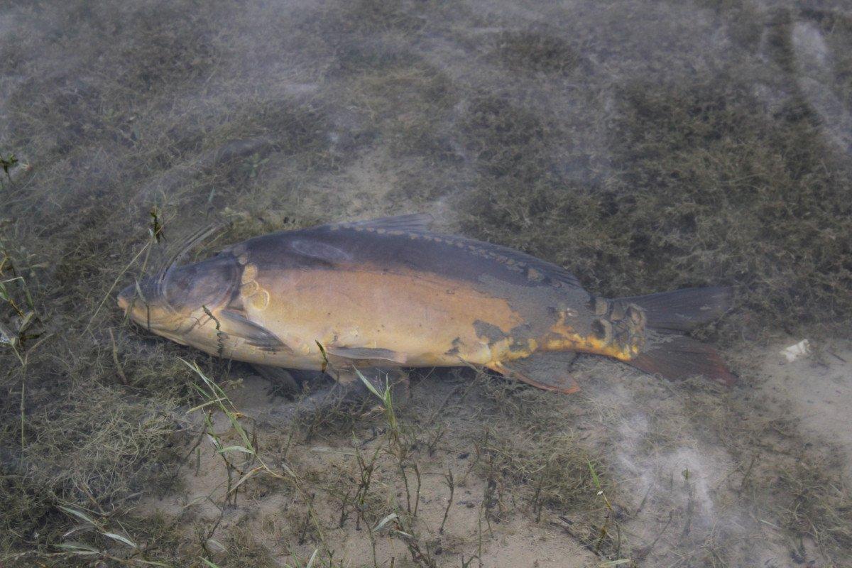 Bolu’da, içme suyu barajındaki balık ölümleri korkuttu