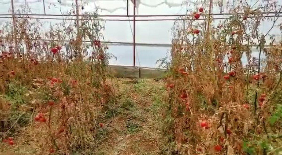 Denizli'de serada cesedi bulunan çiftçi, cinayet kurbanı