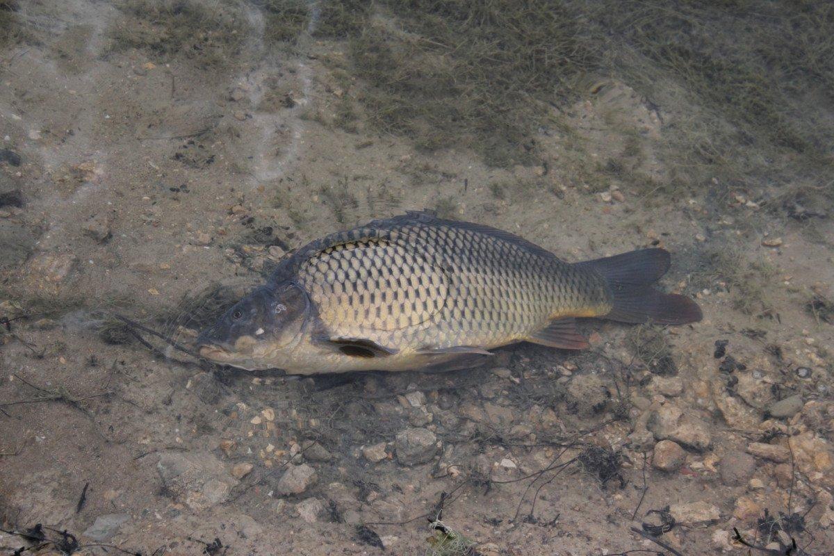 Bolu’da, içme suyu barajındaki balık ölümleri korkuttu