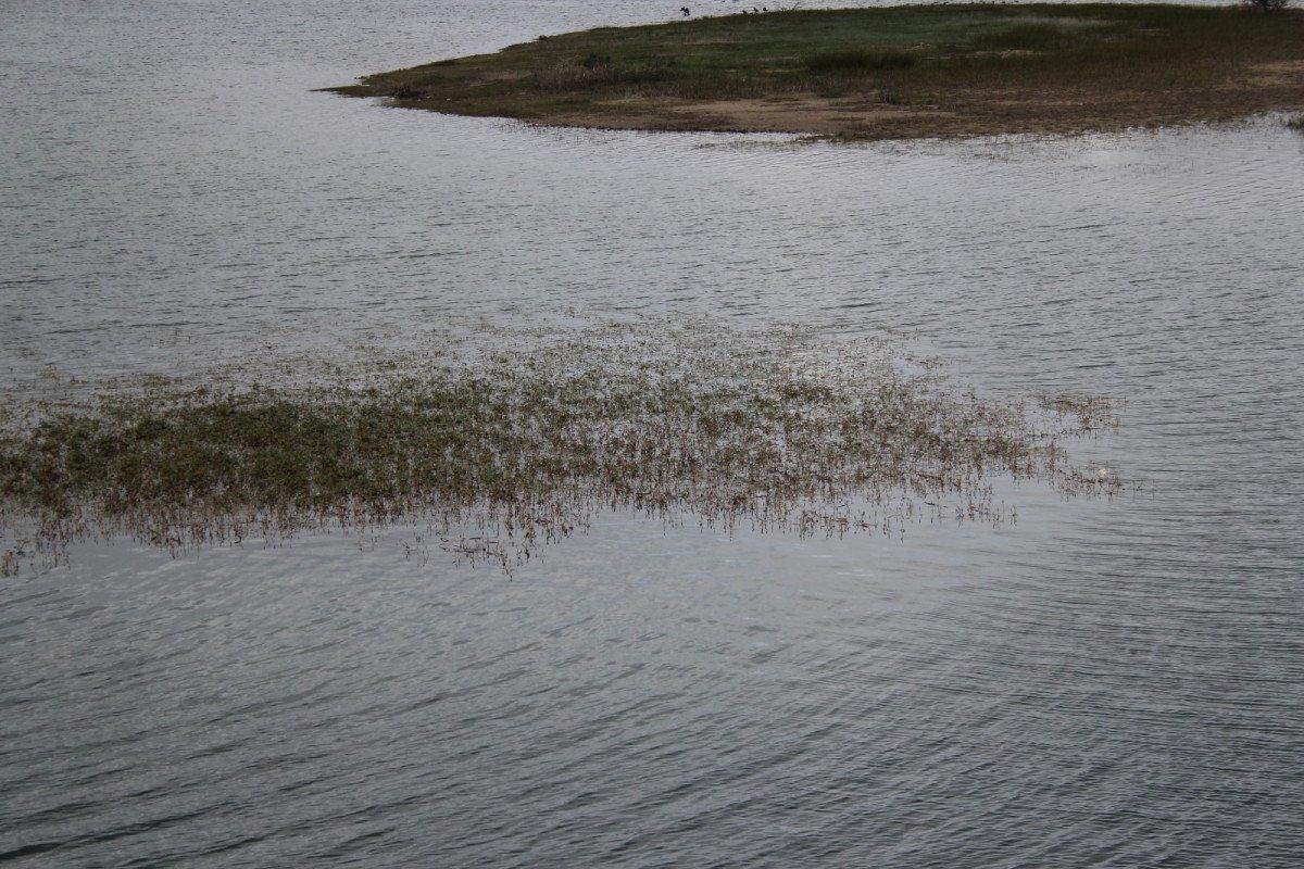 Bolu’da, içme suyu barajındaki balık ölümleri korkuttu
