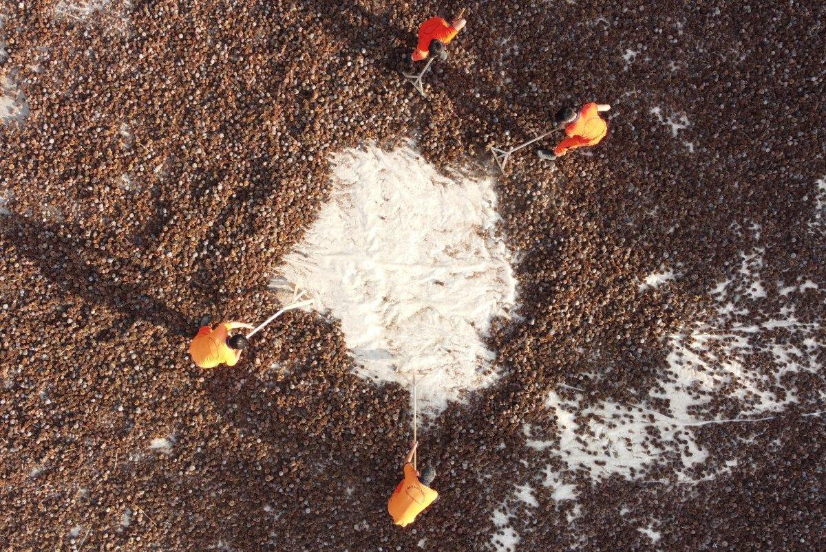 Mersin'de yanan ormanlara 450 milyon kızılçam tohumu ekilecek