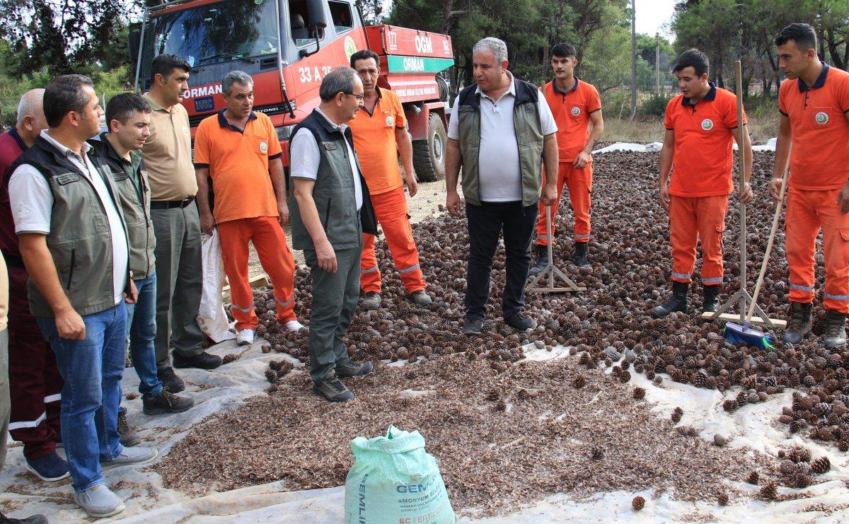 Mersin'de yanan ormanlara 450 milyon kızılçam tohumu ekilecek