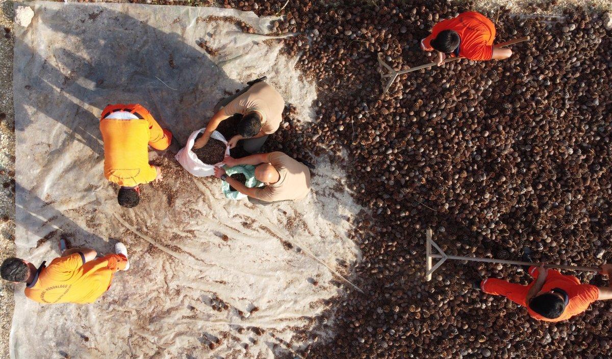 Mersin'de yanan ormanlara 450 milyon kızılçam tohumu ekilecek