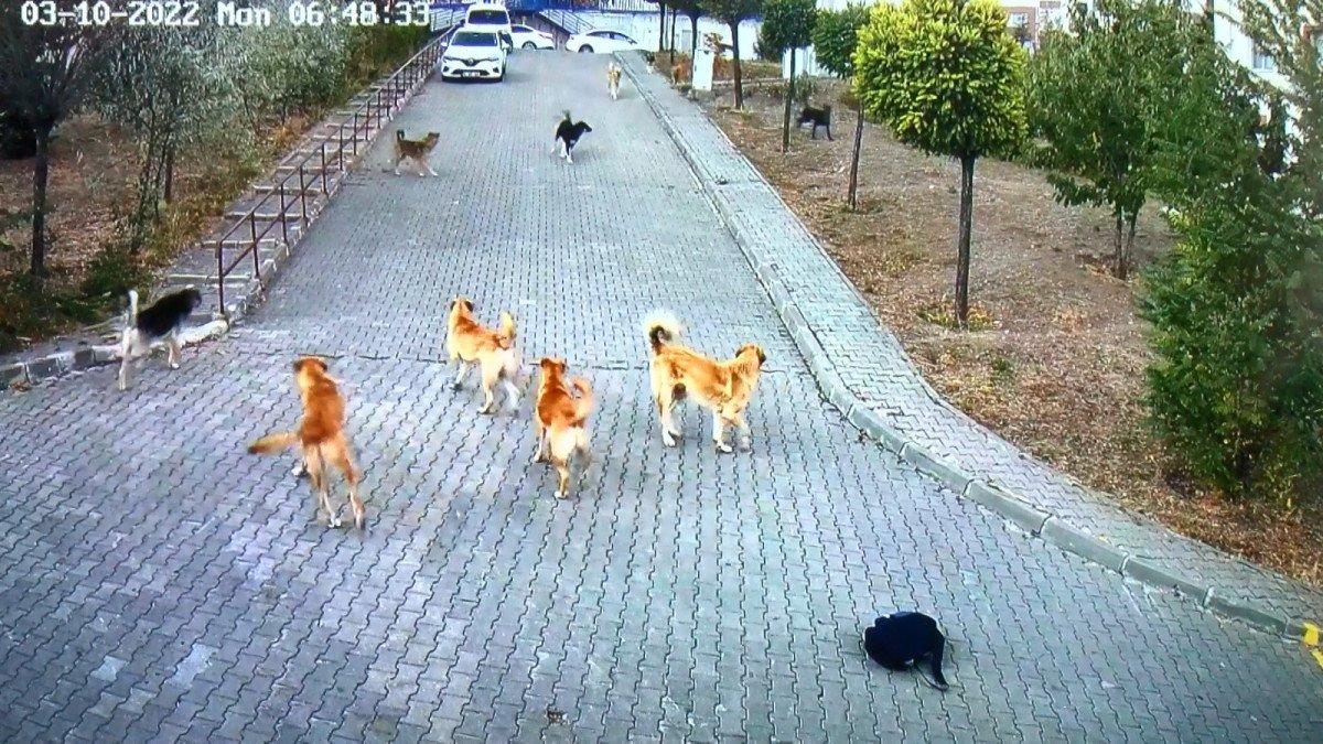 Ankara’da lise öğrencisi köpeklerden zor kurtuldu: O anı anlattı