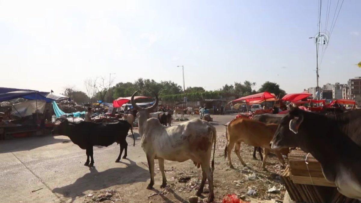 Hindistan'da başıboş inekler trafikte kazalara neden oluyor