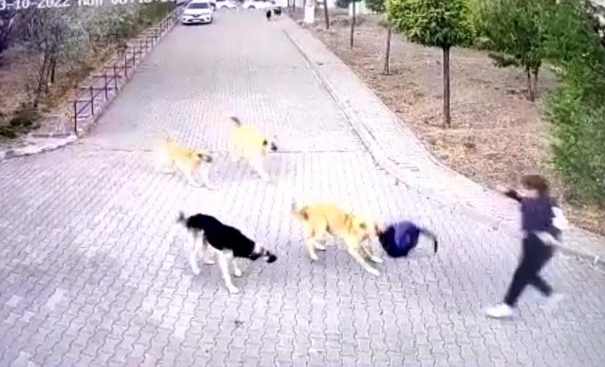 Ankara’da lise öğrencisi köpeklerden zor kurtuldu: O anı anlattı