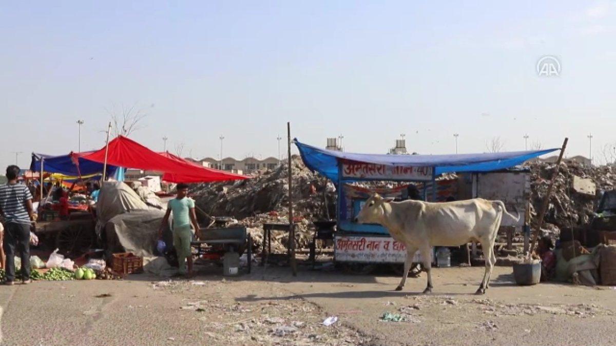 Hindistan'da başıboş inekler trafikte kazalara neden oluyor