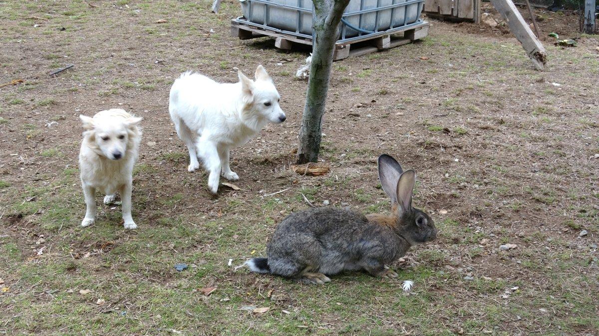 Tokat'ta dev tavşanlar görenleri hayrete düşürüyor