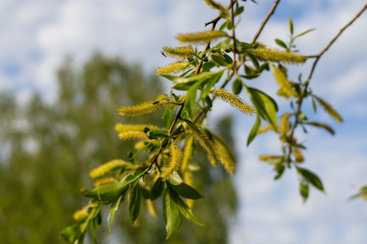 Romatizma, migren ve diğer ağrılı durumlara karşı 6 şifalı bitki