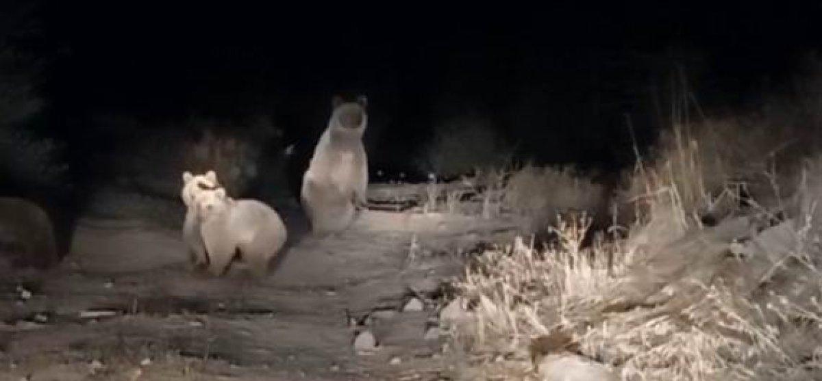 Tunceli'de 10 ayı şehir merkezine indi